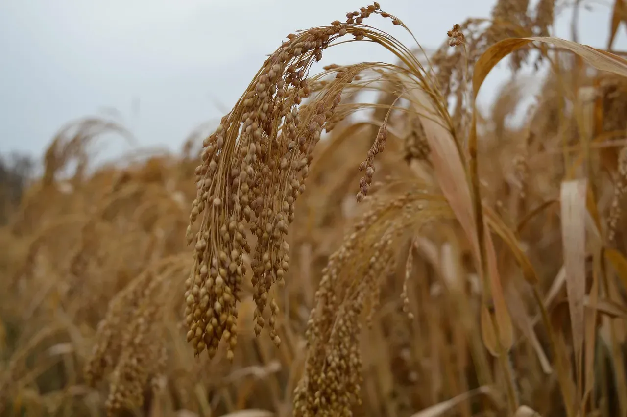 Food Biodiversity and the Risk of Relying on Too Few Crops (Image Credits: Pixabay)