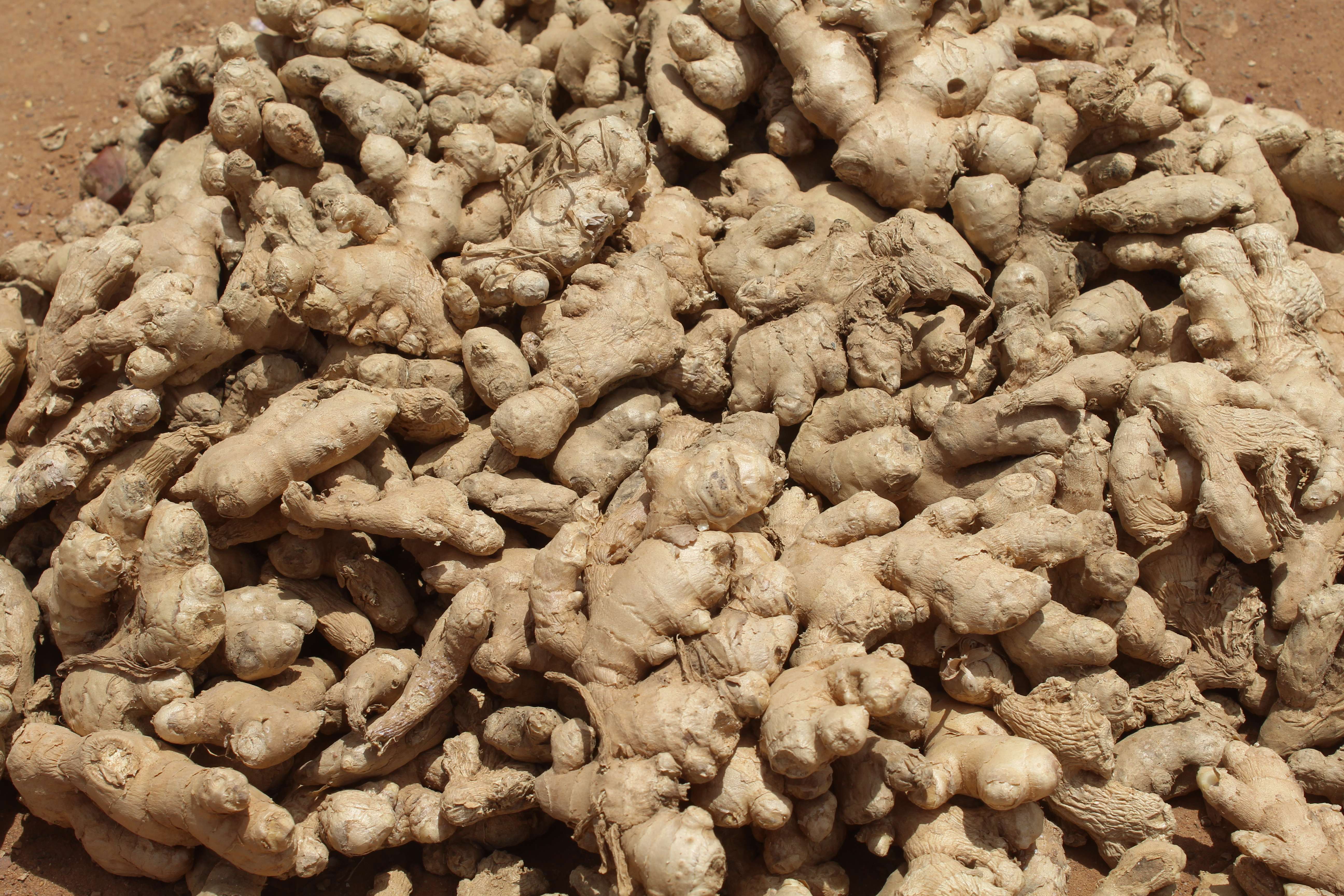 Ginger: Nature’s Anti-Inflammatory (image credits: wikimedia)