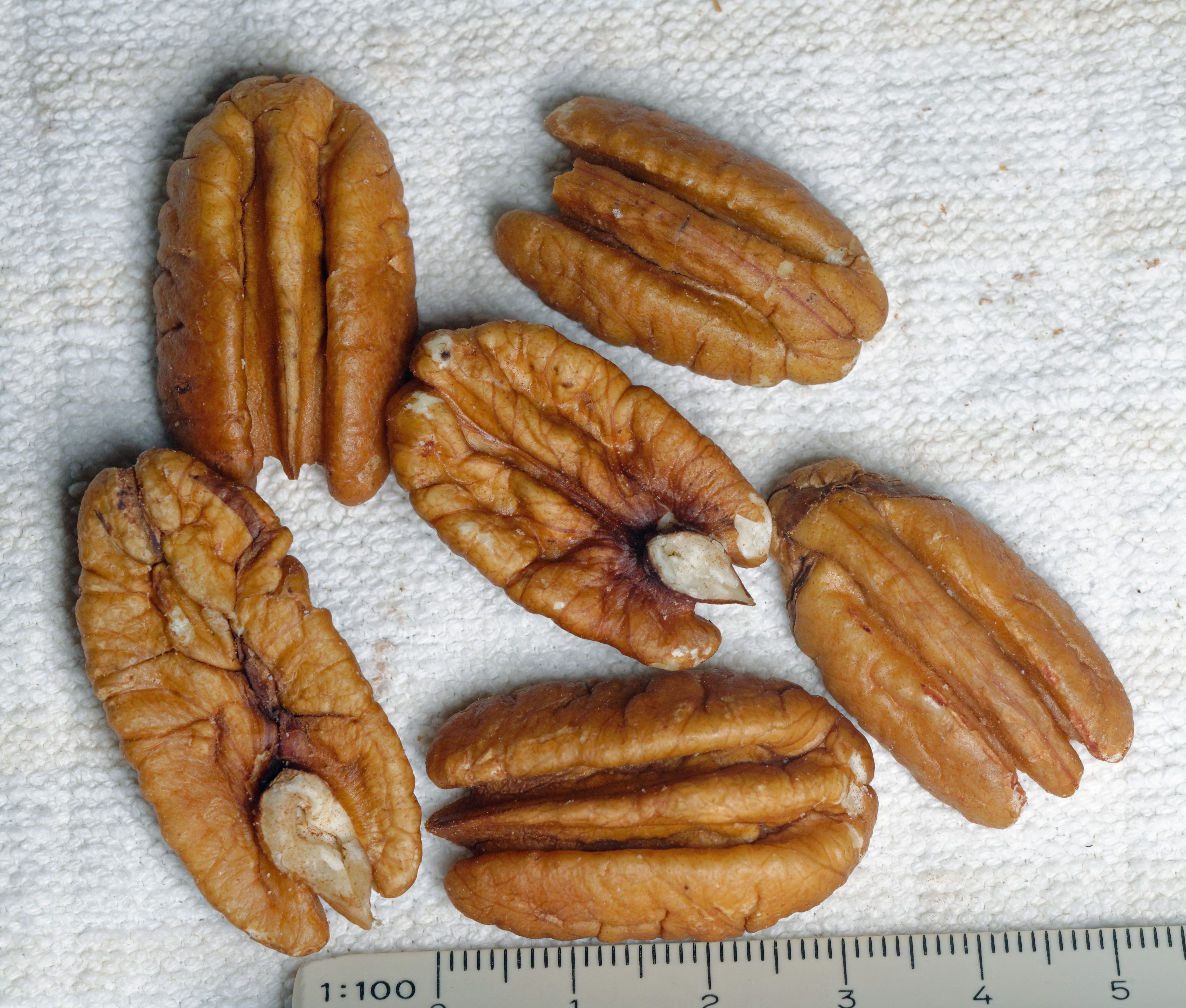 12. Pecans - The Southern Comfort Trap (image credits: wikimedia)