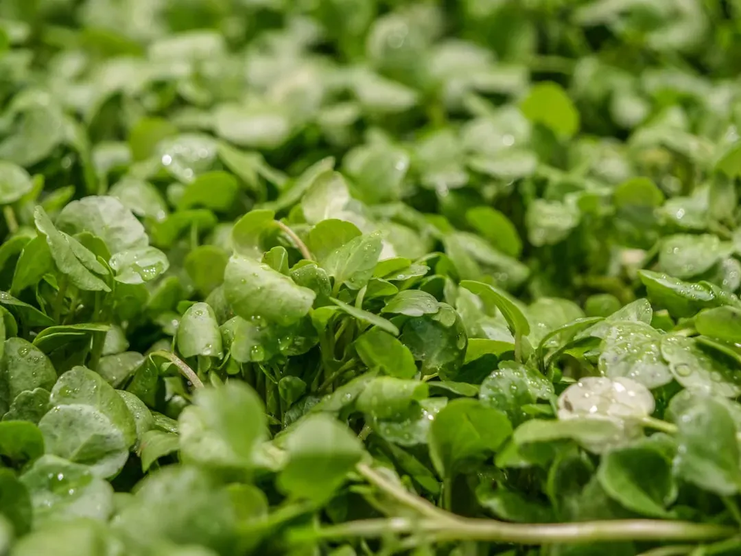Watercress: The Perfect Score Superstar (Image Credits: Unsplash)