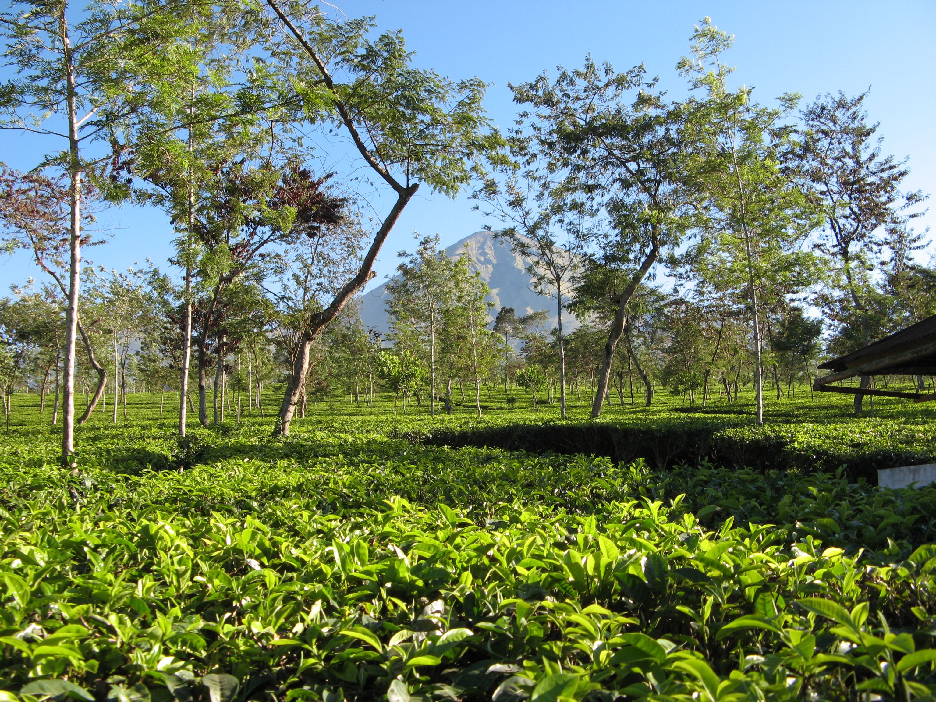 Endangered Teas: Changing Climates (image credits: wikimedia)