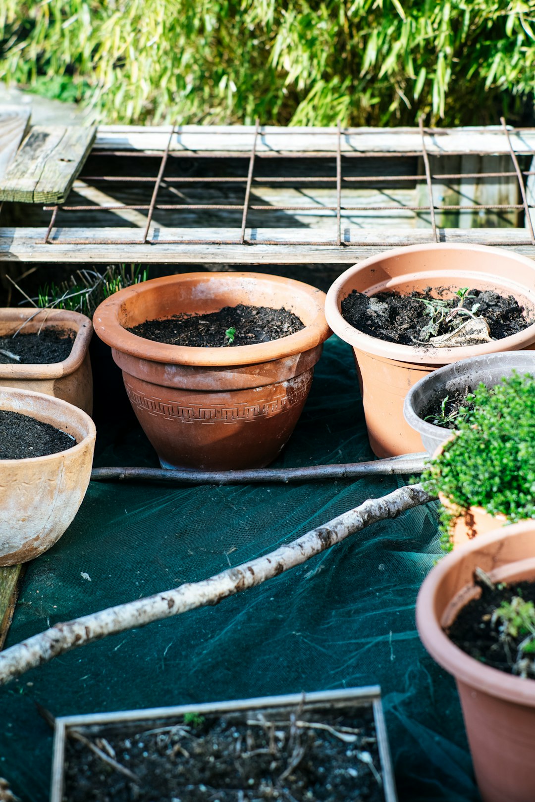 Future Prospects and Sustainability (image credits: unsplash)