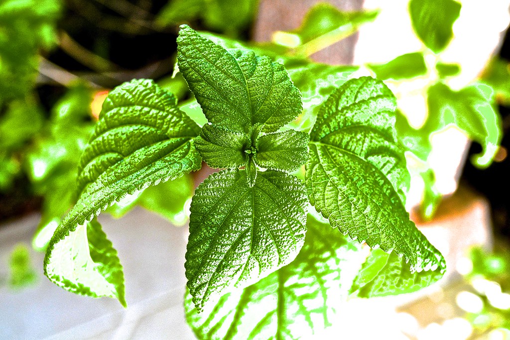 Mint: The Digestive Aid (Image Credits: Flickr)
