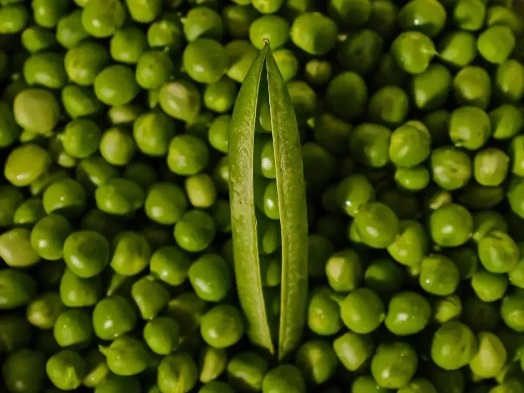 Field Peas: The Nutritional Powerhouse (Image Credits: Unsplash)