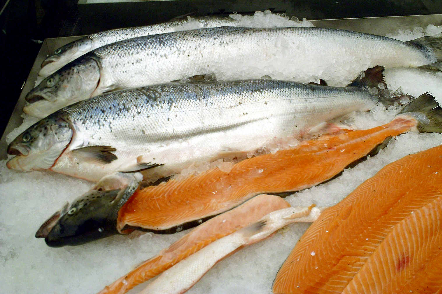 5. Salmon: Vanishing from Rivers and Plates (image credits: wikimedia)