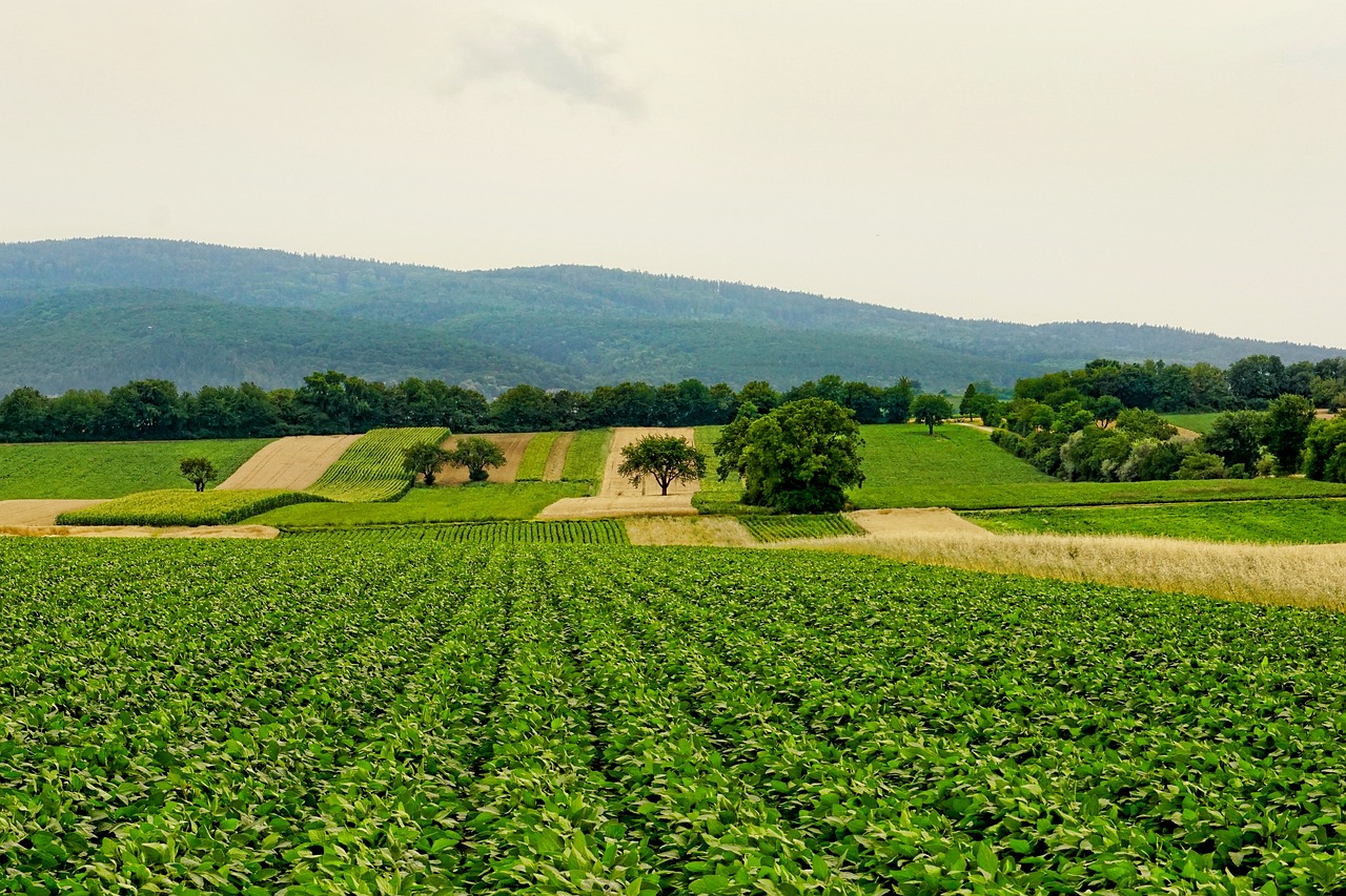 Community Impact: Supporting Local Agriculture (image credits: pixabay)