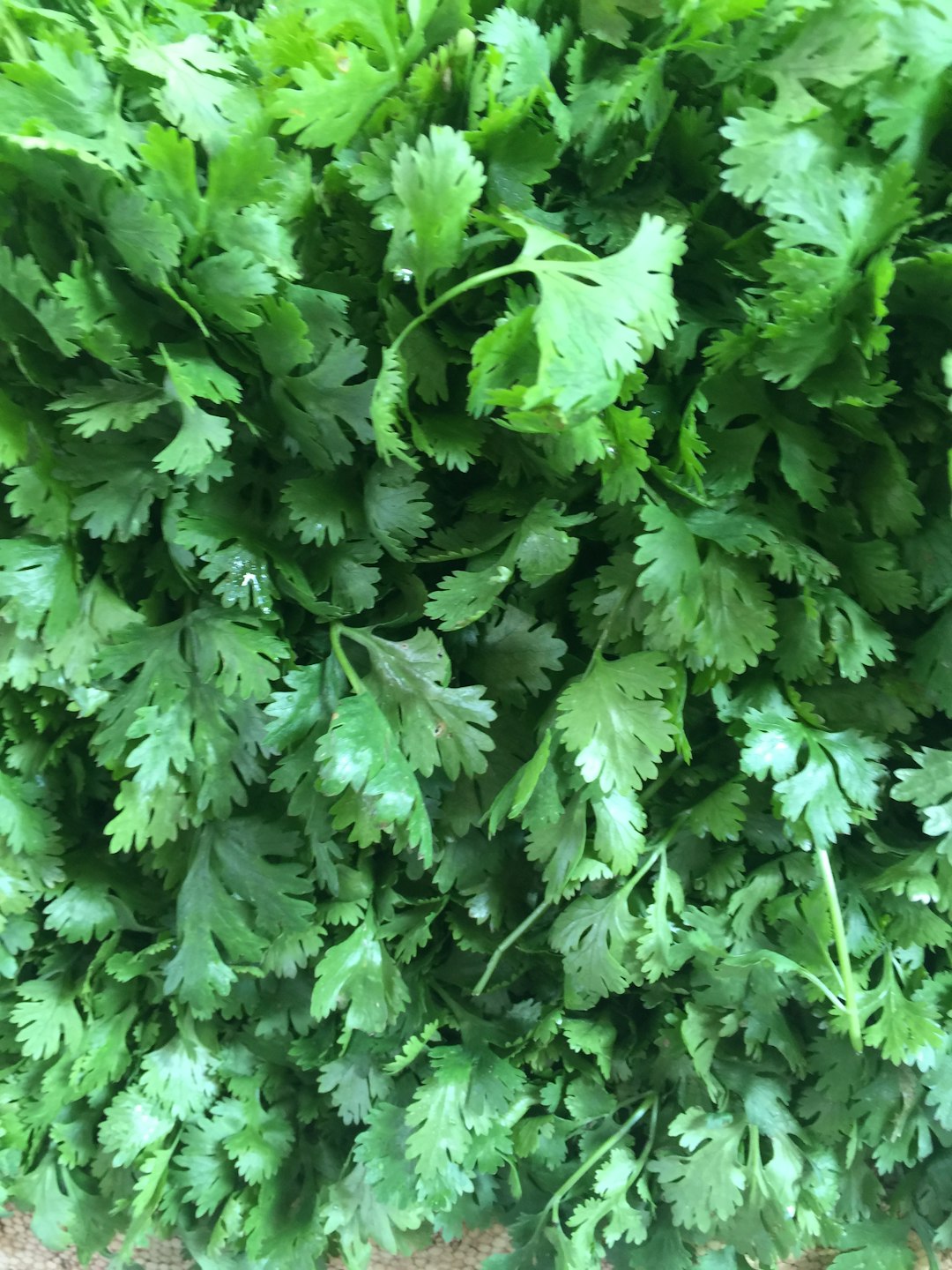 Cilantro: The Flavorful Detoxifier (image credits: unsplash)