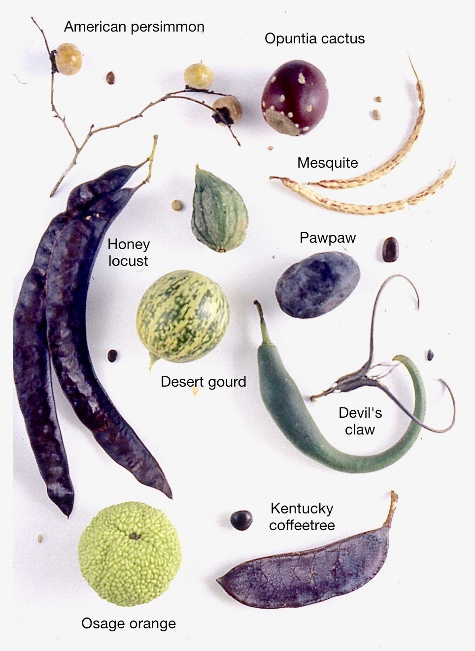 7. The Peculiar Pawpaw (image credits: wikimedia)