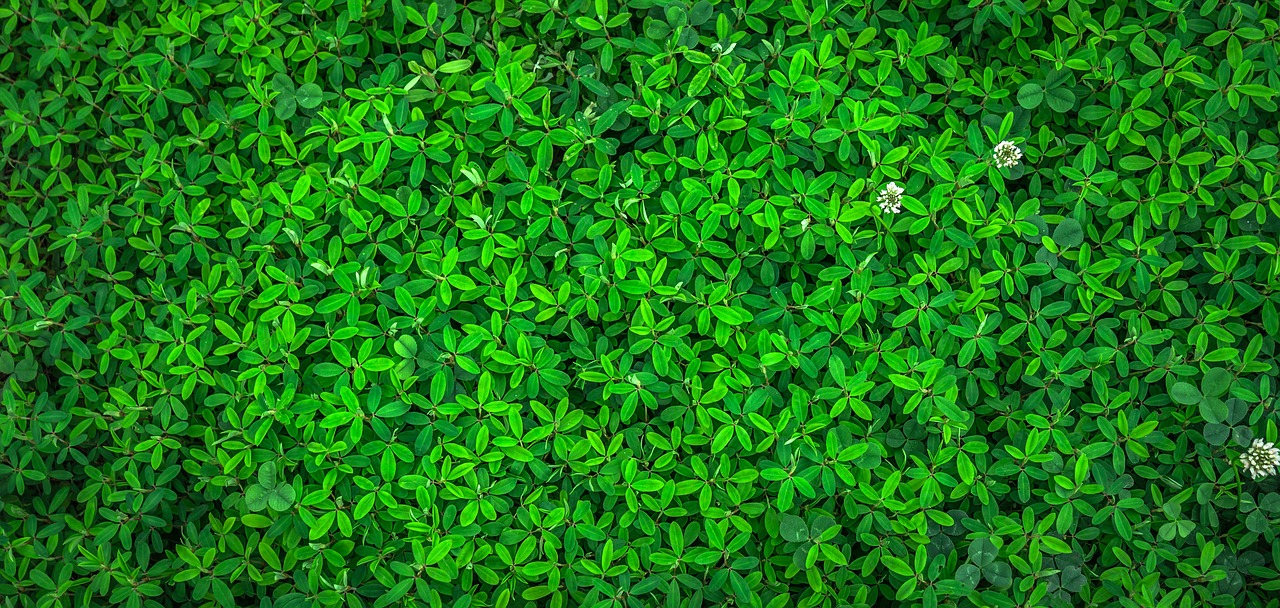 Leafy Greens: The Green Machines (image credits: pixabay)