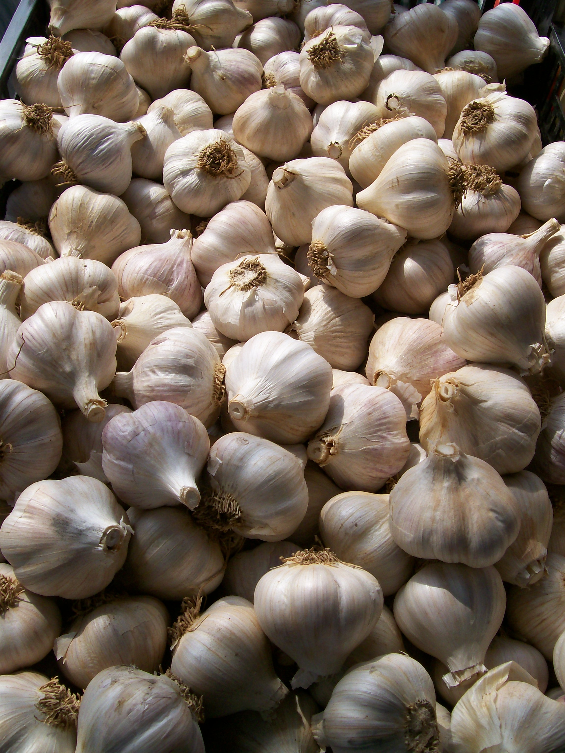 Garlic: The Ancient Remedy Proven by Modern Science (image credits: wikimedia)