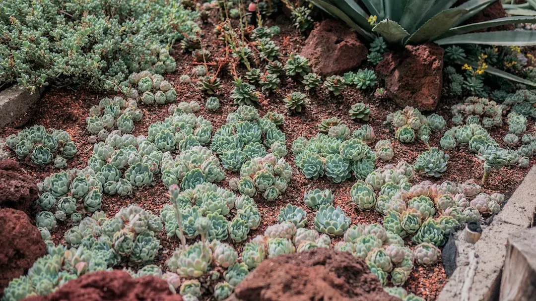 NASA's Current Testing and the CHAPEA Mission (Image Credits: Unsplash)