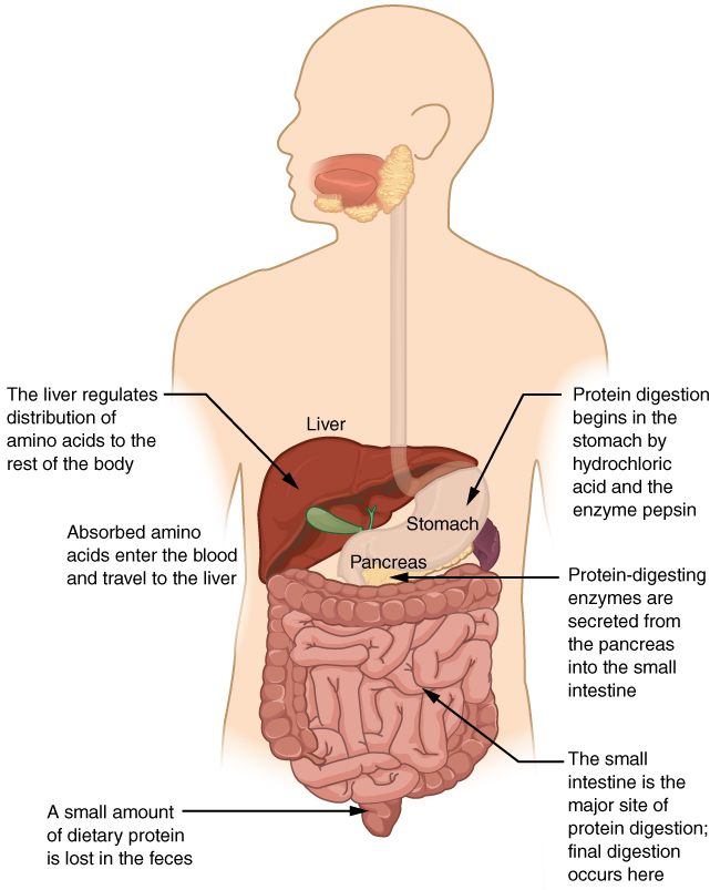 2. Signs of Protein Overconsumption (image credits: wikimedia)