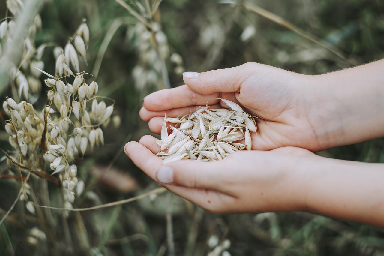 Teff: The Tiny Ancient Grain with Modern Benefits (image credits: pixabay)