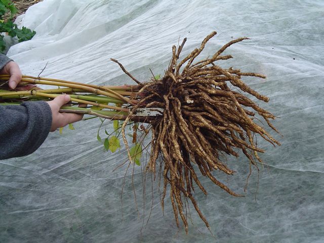 Skirret - The Sweet Medieval Treasure (Image Credits: Wikimedia)