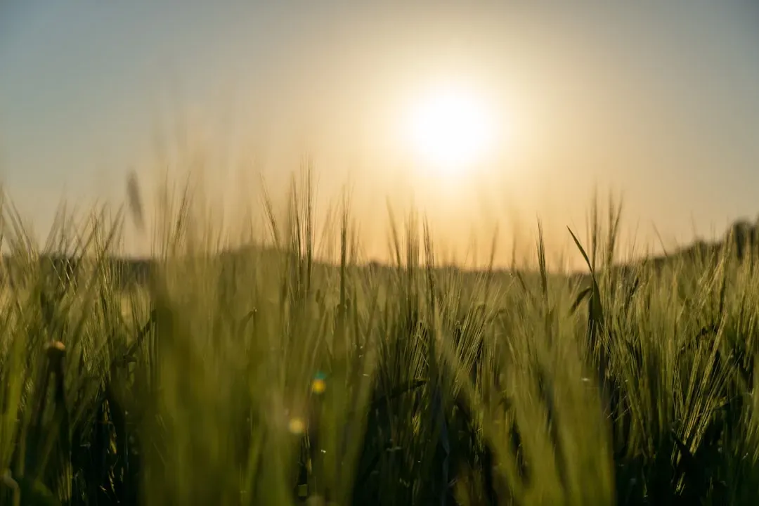 10. Rye: High Prebiotic Potential, Strong for Adapted Guts (Image Credits: Unsplash)
