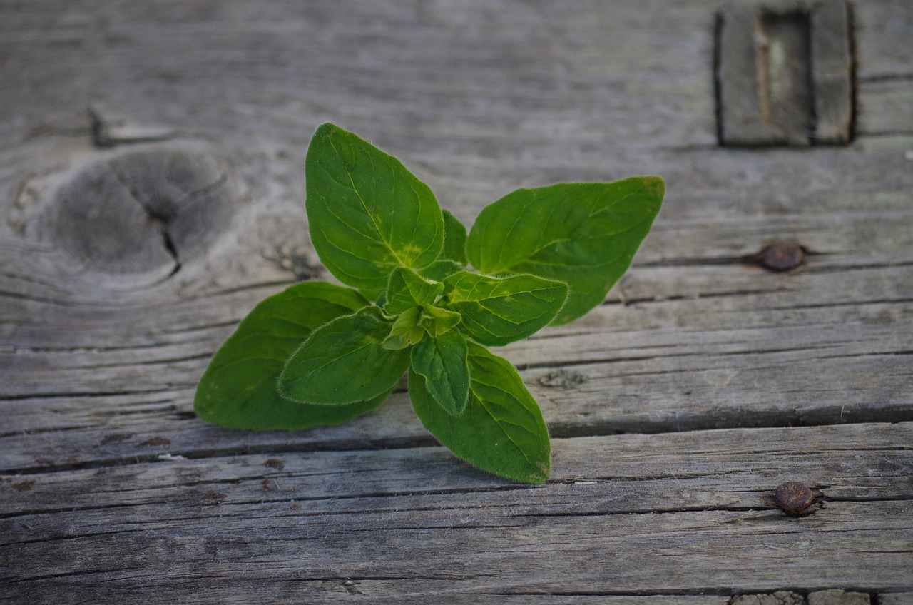 Oregano: More Than a Pizza Topping (image credits: pixabay)