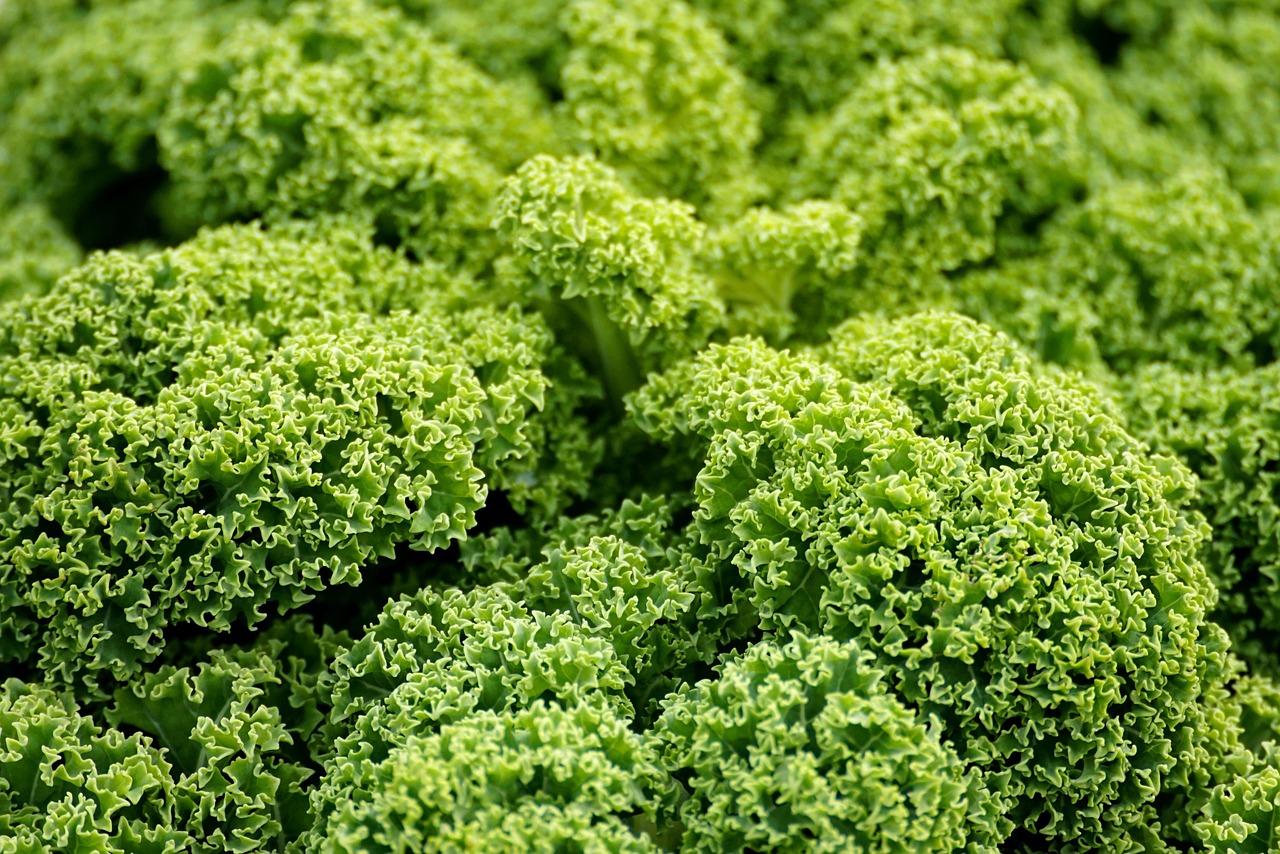 5. Kale: Antioxidant Armor Against Heart Disease (image credits: pixabay)