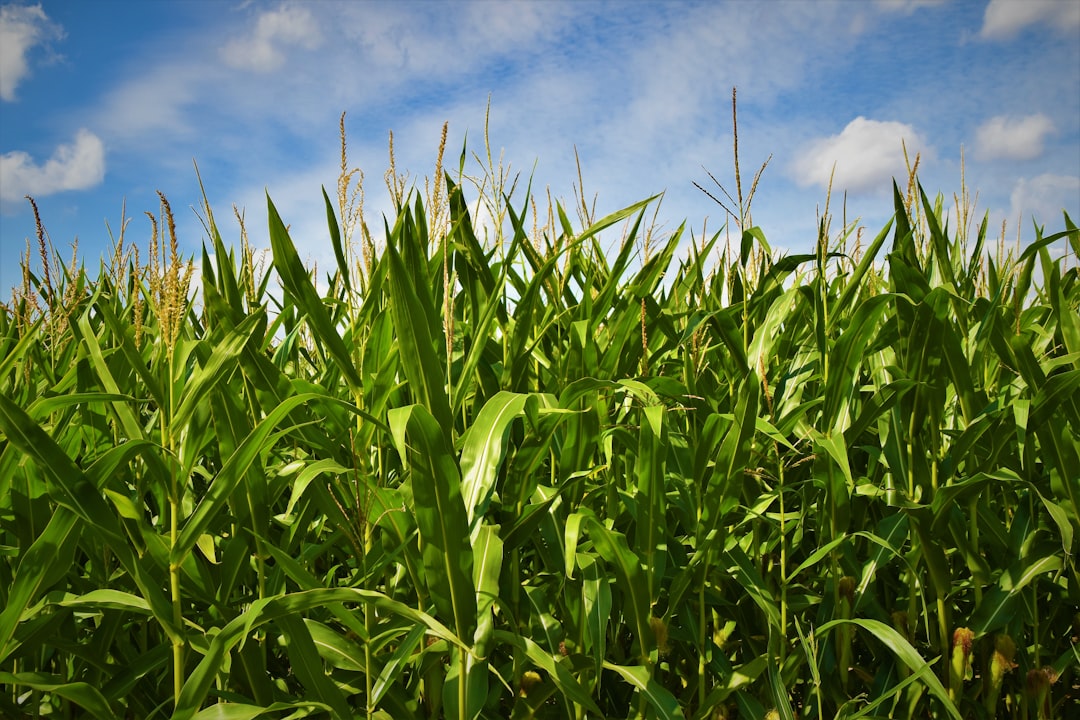 Corn: The Backbone of American Food Faces Pressure (image credits: unsplash)