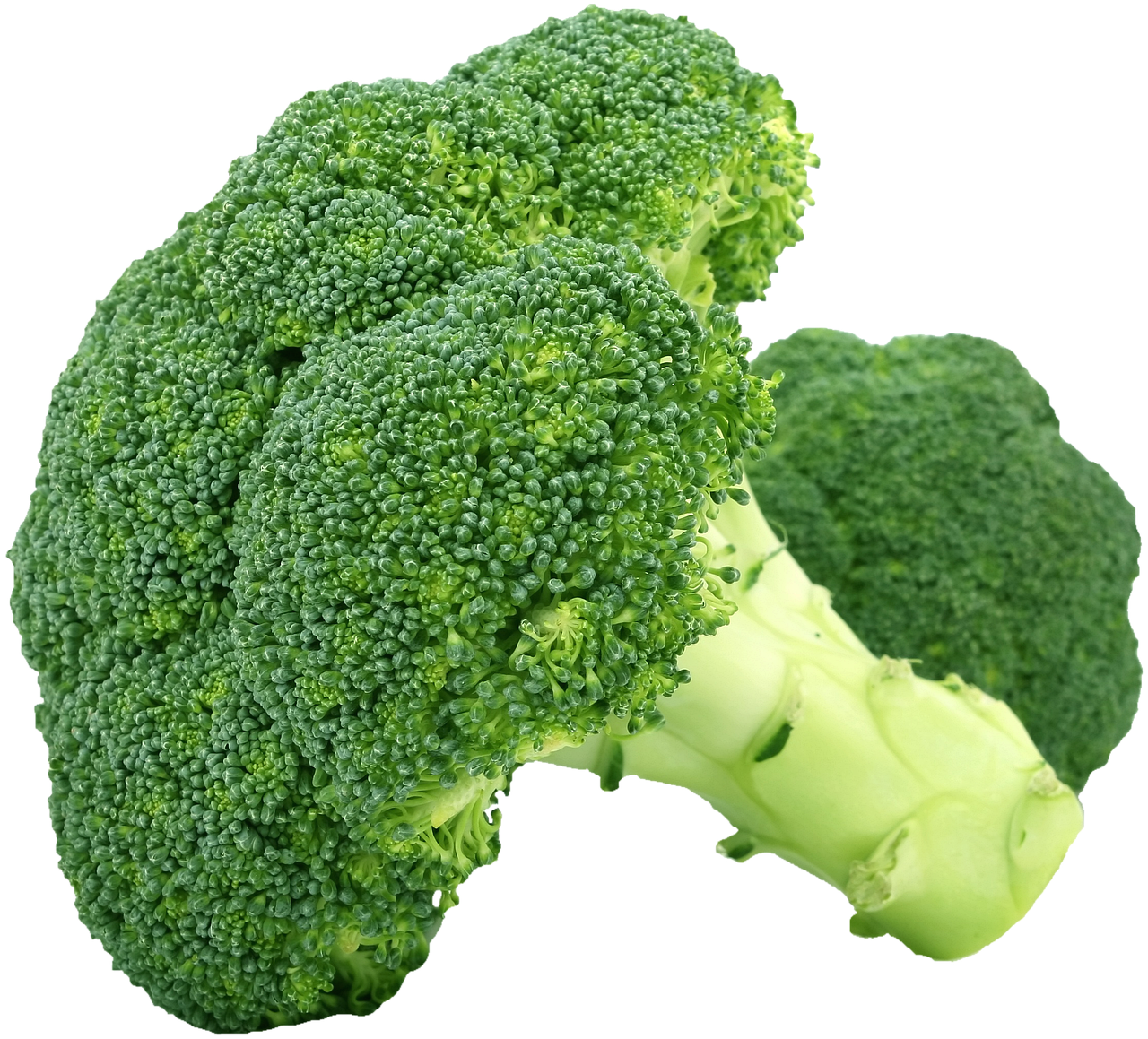 Broccoli: Crunchy Green Guardian of Memory (image credits: pixabay)