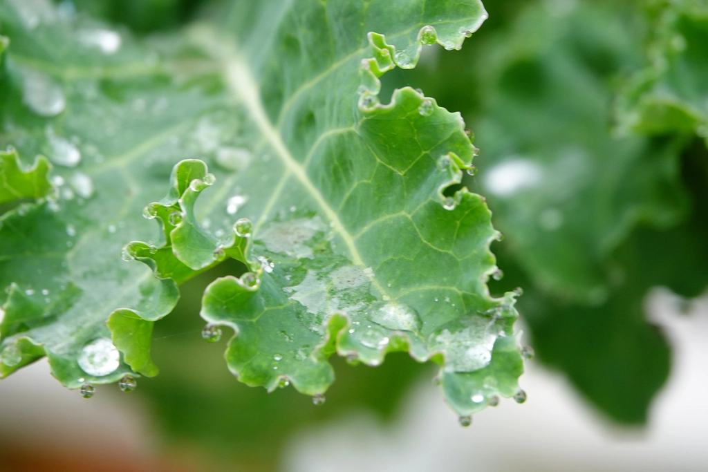 Leafy Greens (Kale, Spinach, Arugula) (image credits: rawpixel)