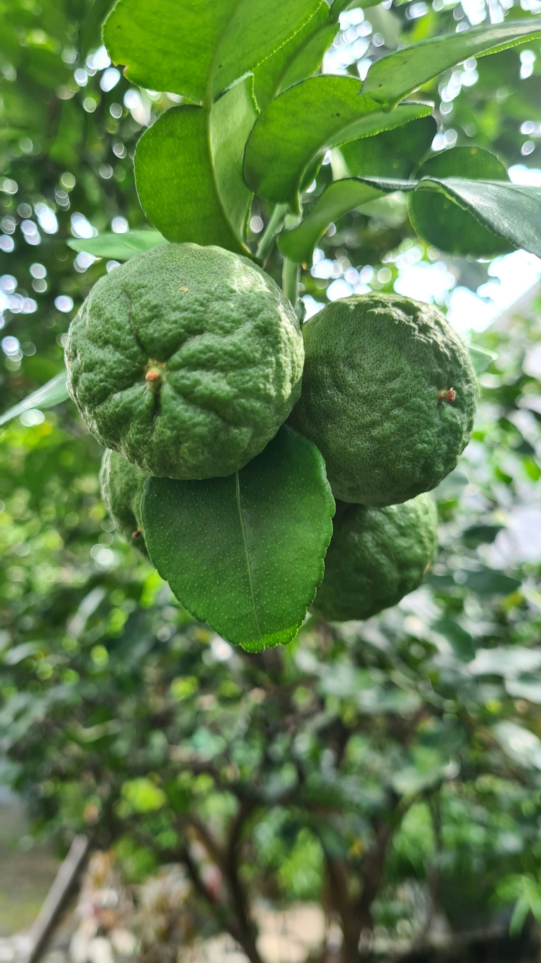 Kaffir Lime: The Citrus with a Twist (image credits: unsplash)