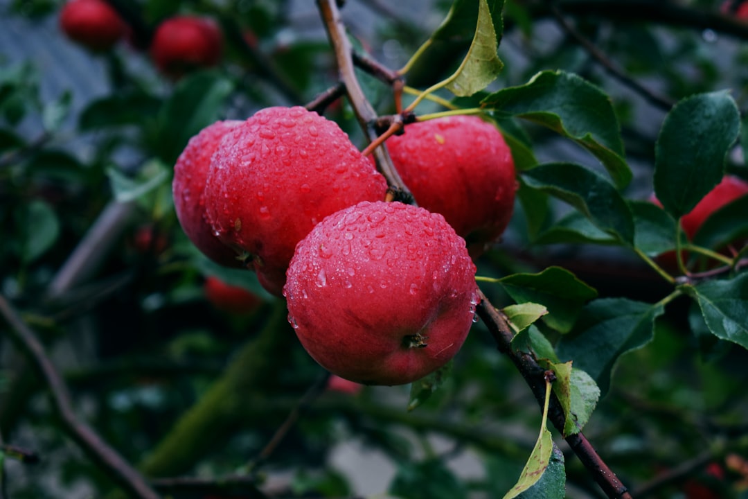 Apples: Quercetin for Cellular Youth (image credits: unsplash)