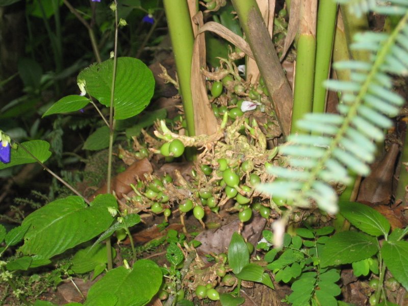 Sustainability and Sourcing of Cardamom (image credits: wikimedia)