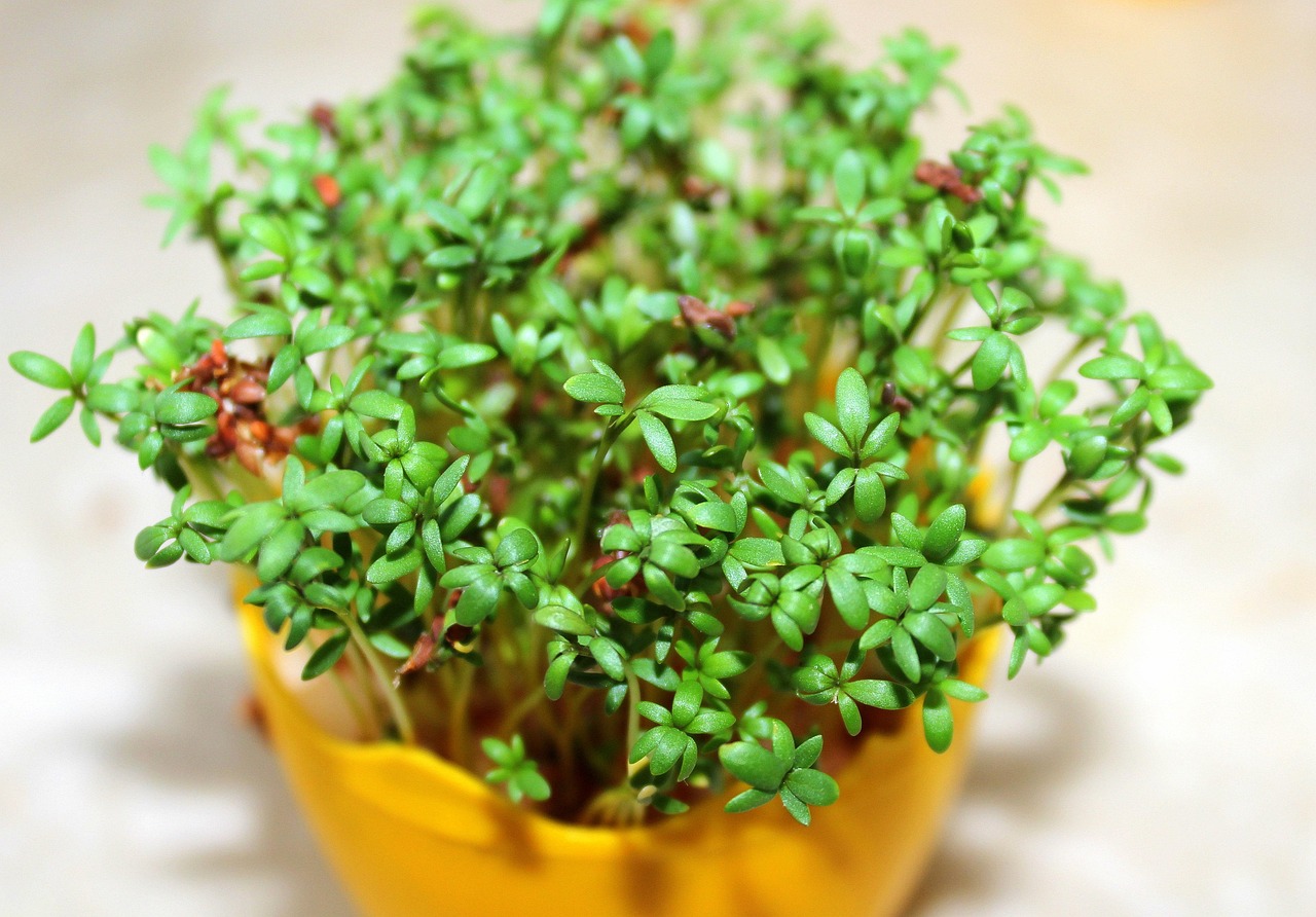 Watercress: The Overlooked Leafy Green (image credits: pixabay)