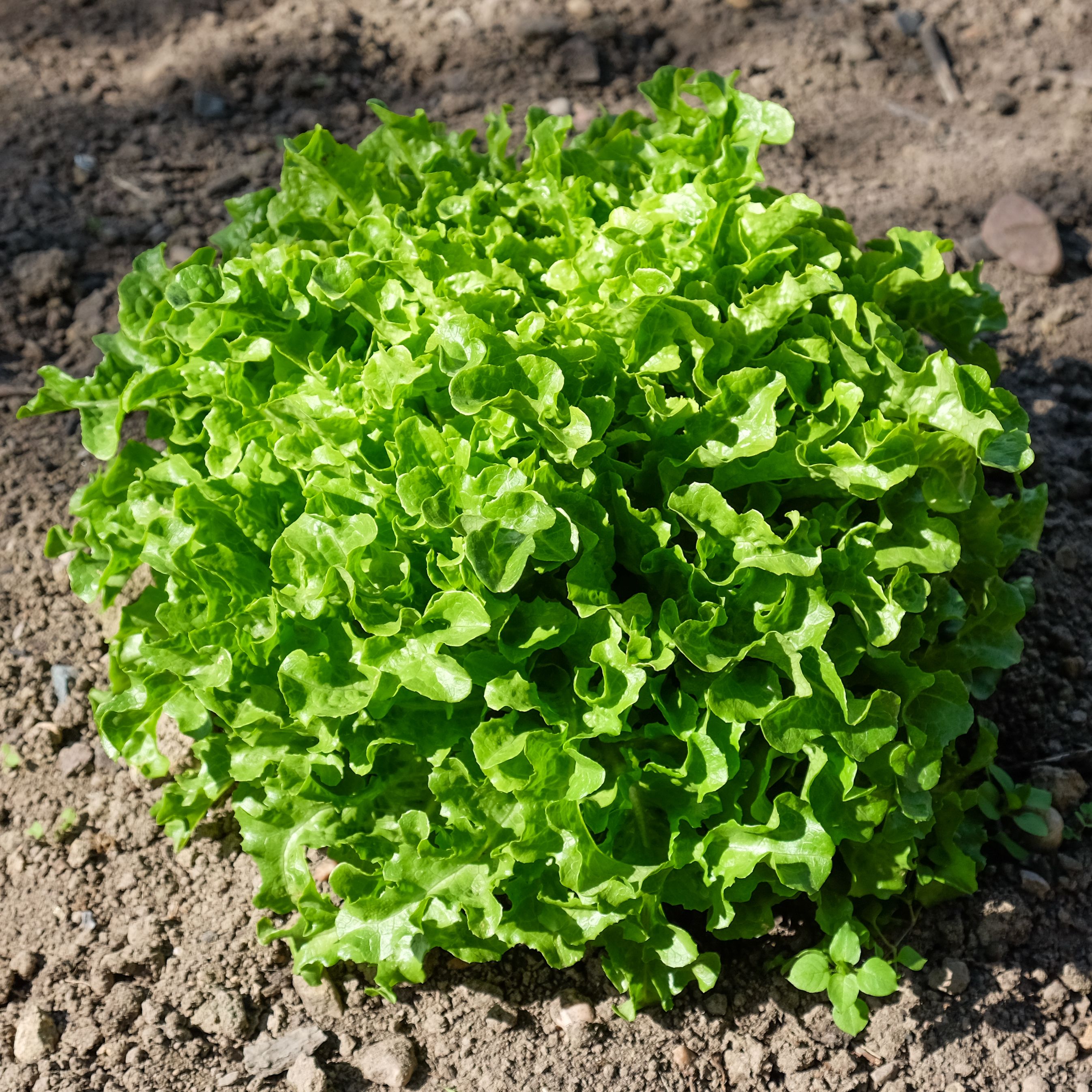 Relish in Lettuce (image credits: wikimedia)
