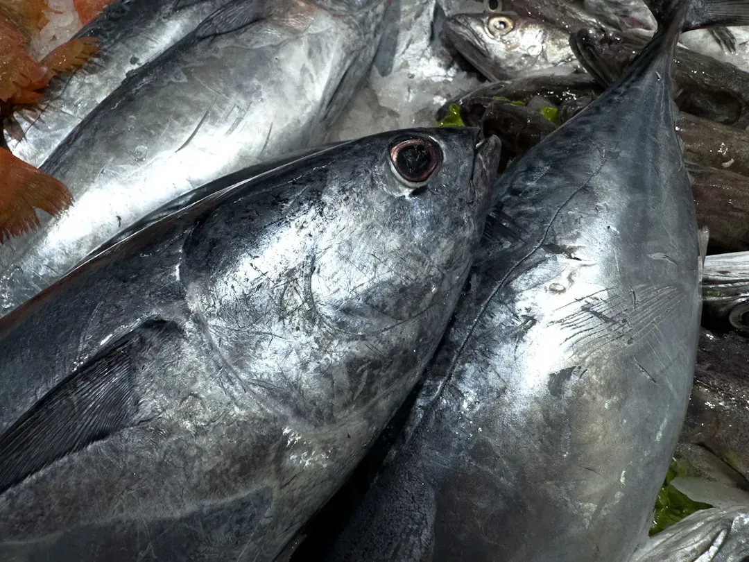 Tuna (Especially Albacore): Mercury Central (Image Credits: Unsplash)
