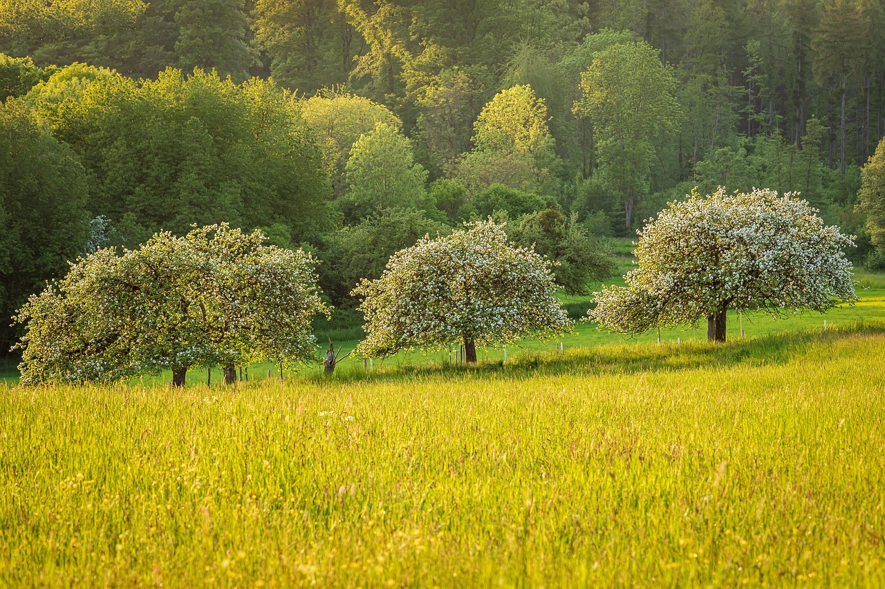 Philadelphia's Revolutionary TreePhilly Program (image credits: pixabay)
