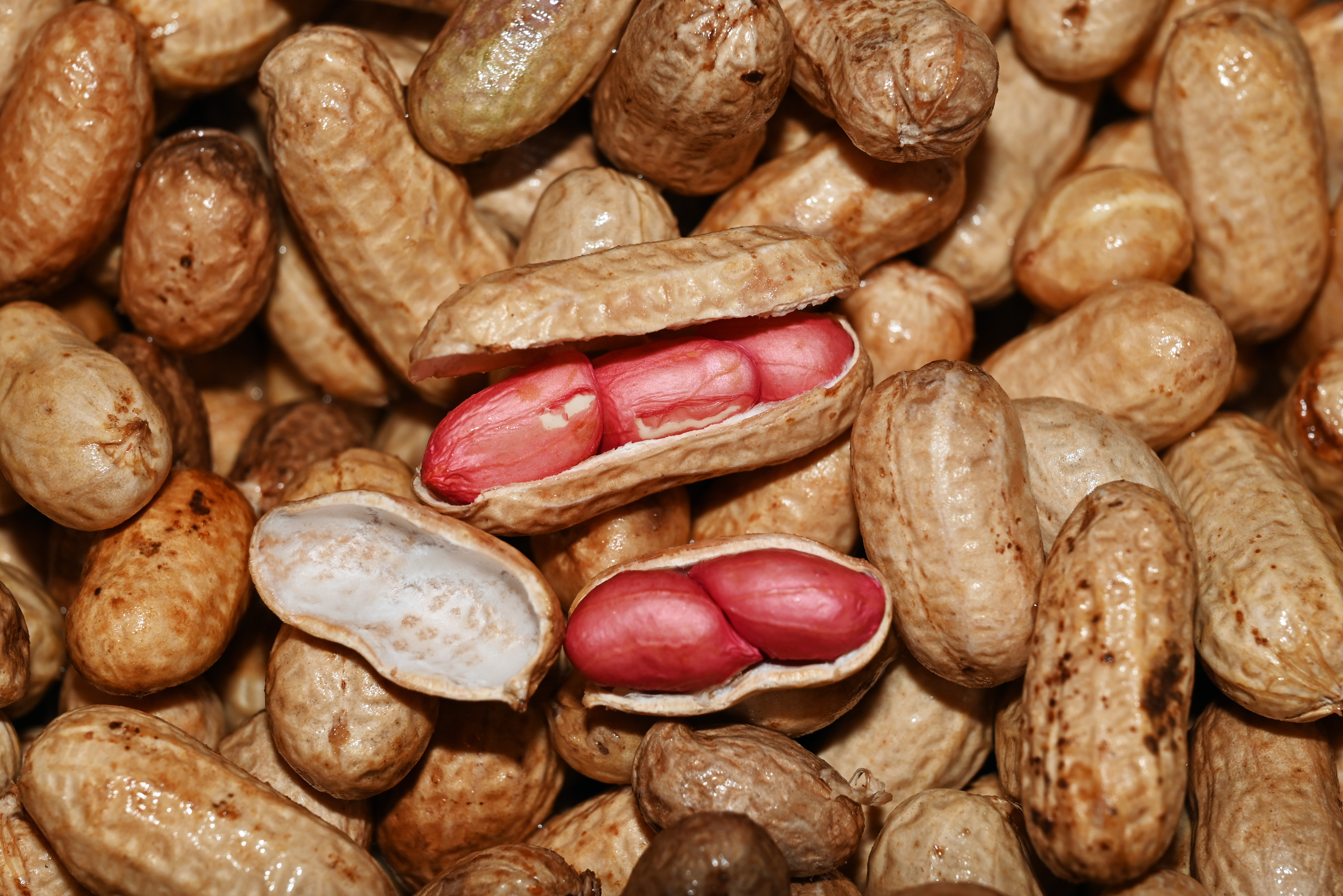 Peanuts: The Everyday Favorite (image credits: wikimedia)