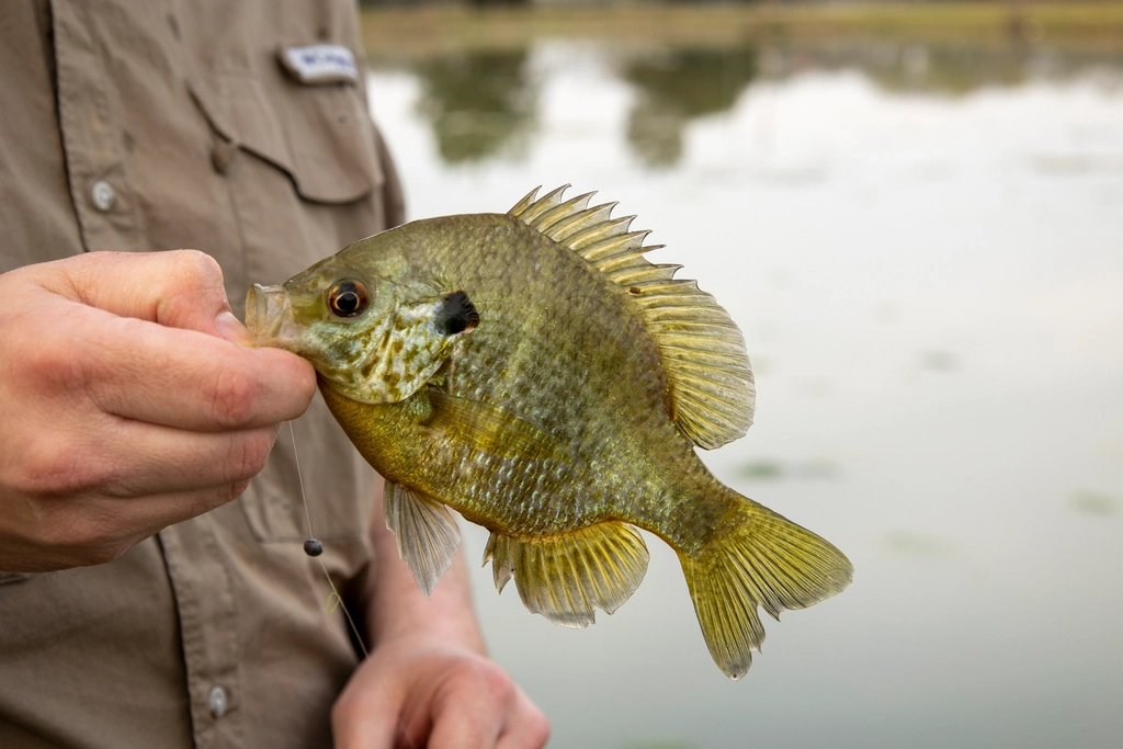 Bluegill - The Perfect Panfish for Families (image credits: rawpixel)