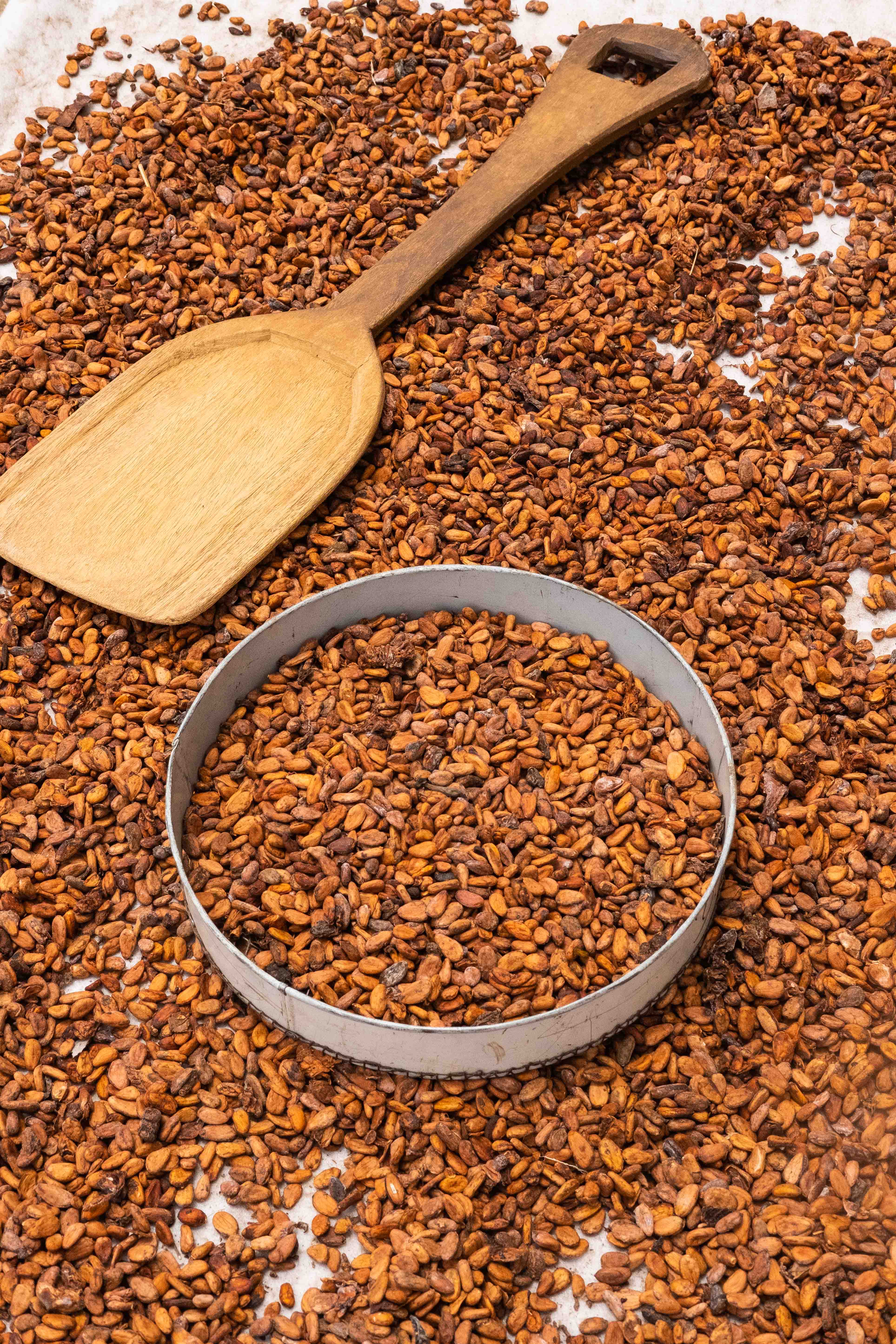 Seeds and Gut Health: The Probiotic Connection (image credits: wikimedia)