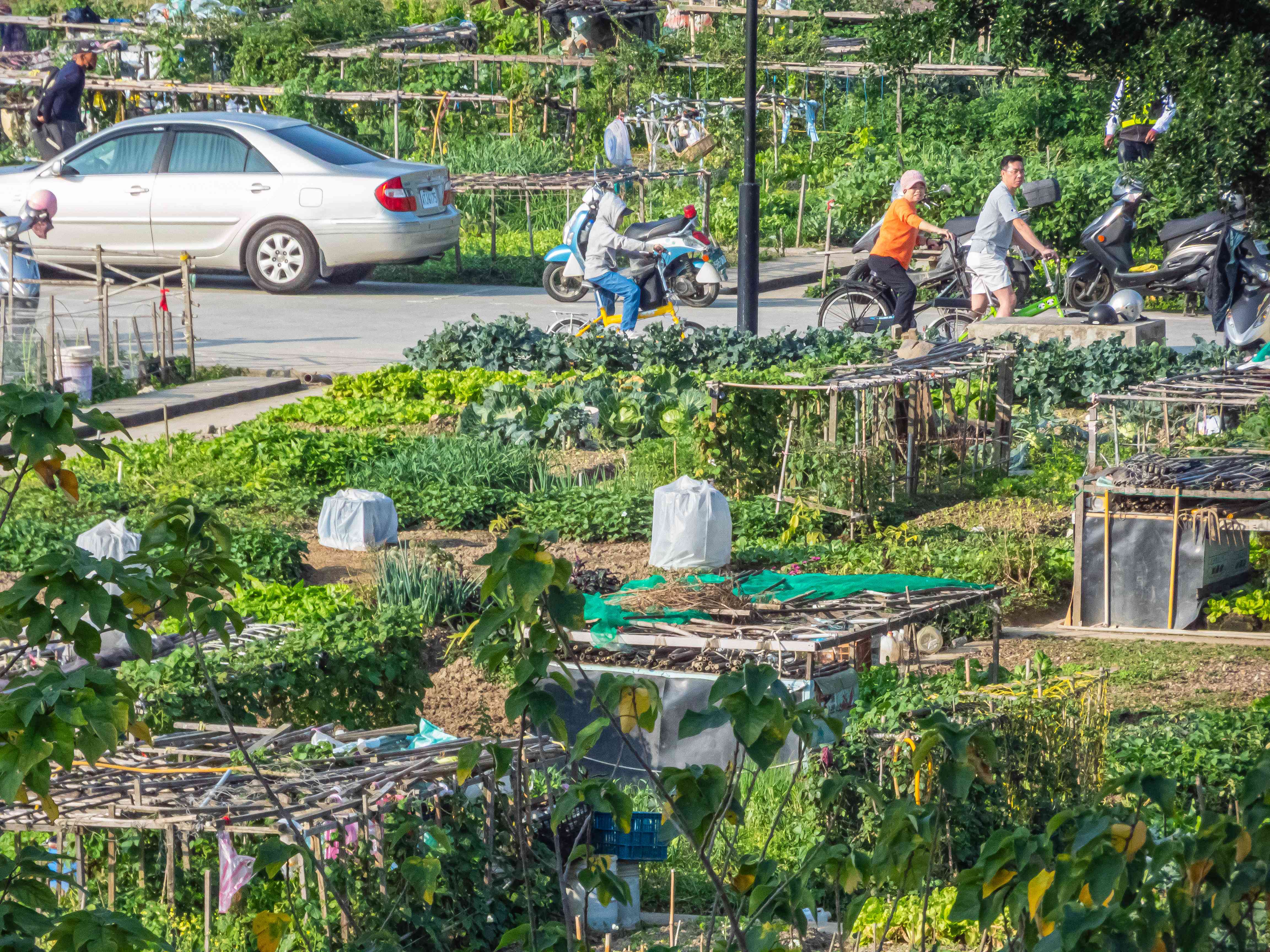 Hyper-Local and Urban Farming Blooms (image credits: wikimedia)