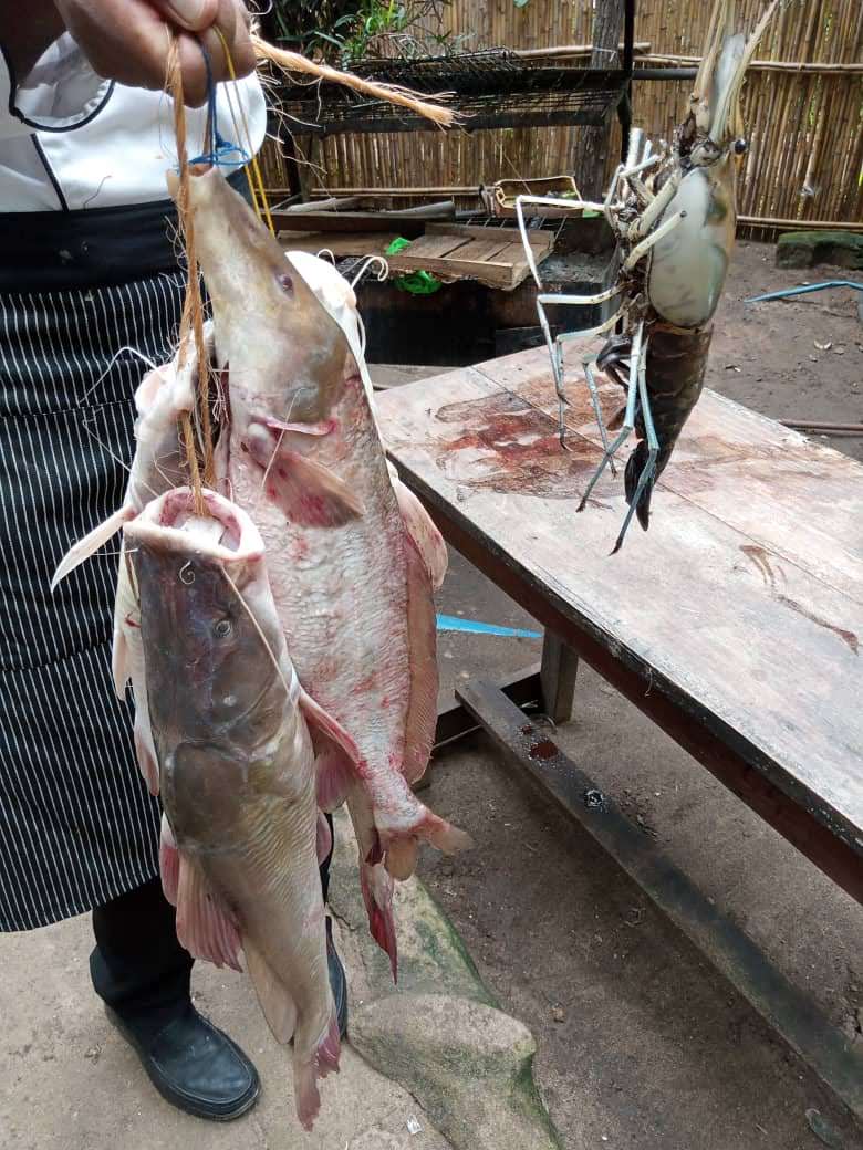 Farmed Catfish (image credits: wikimedia)