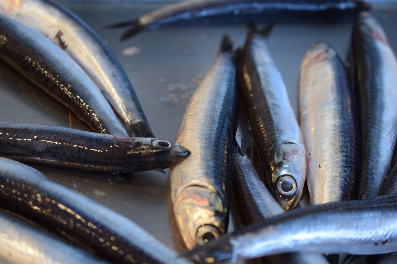 Herring: A Nutritional Gem (image credits: pixabay)