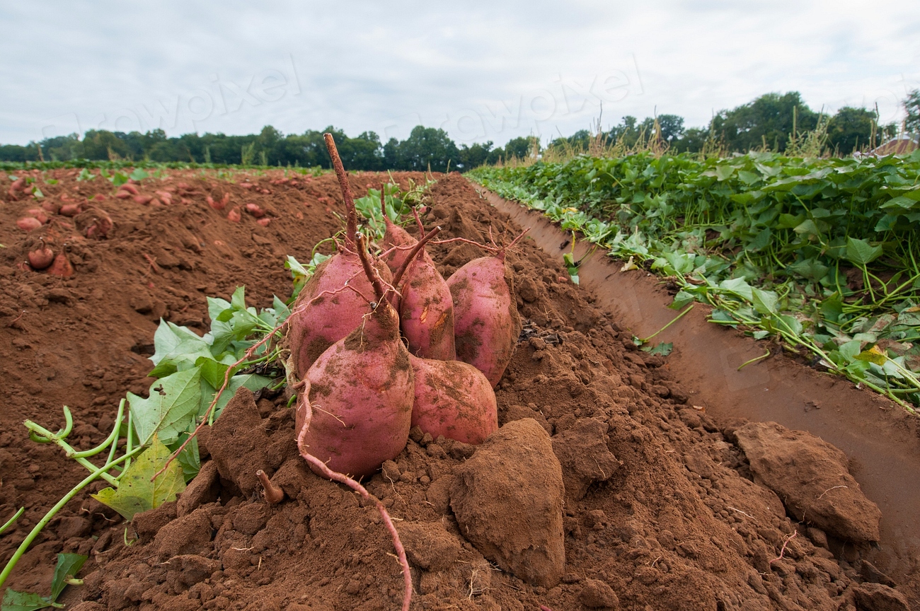 Sweet Potatoes (image credits: rawpixel)