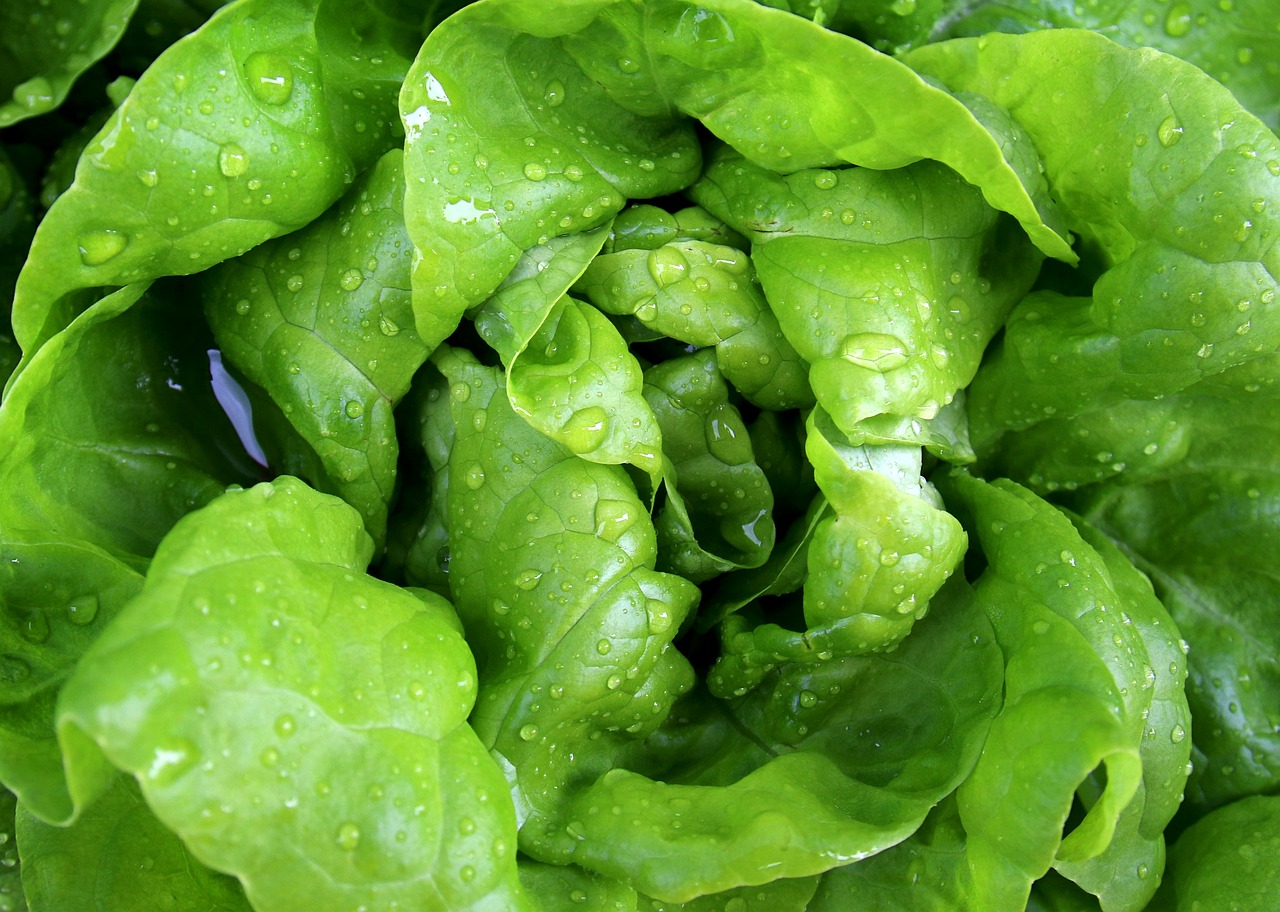 Fresh Leafy Greens - Nature's Contamination Magnets (image credits: pixabay)