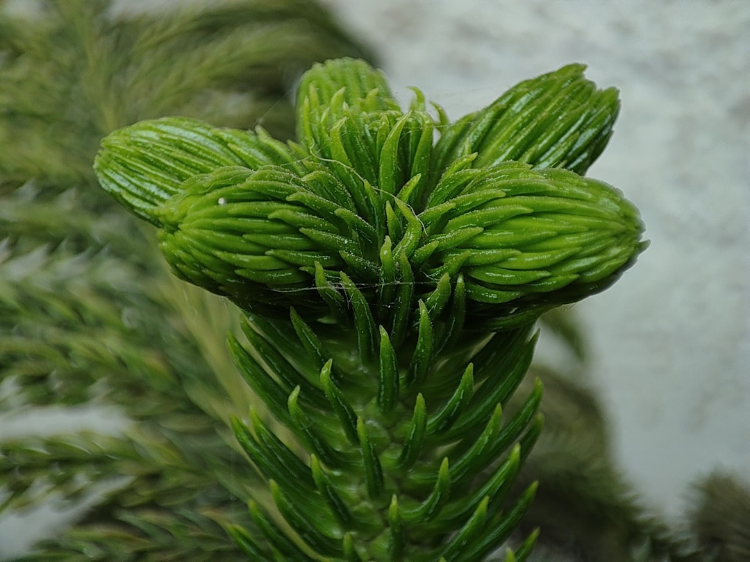 Leafy Greens: Nature's Multivitamin for Hair (image credits: unsplash)