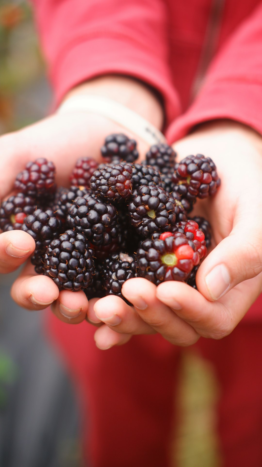 Blackberries & Raspberries: The Brain’s Berry Best Friends (image credits: unsplash)