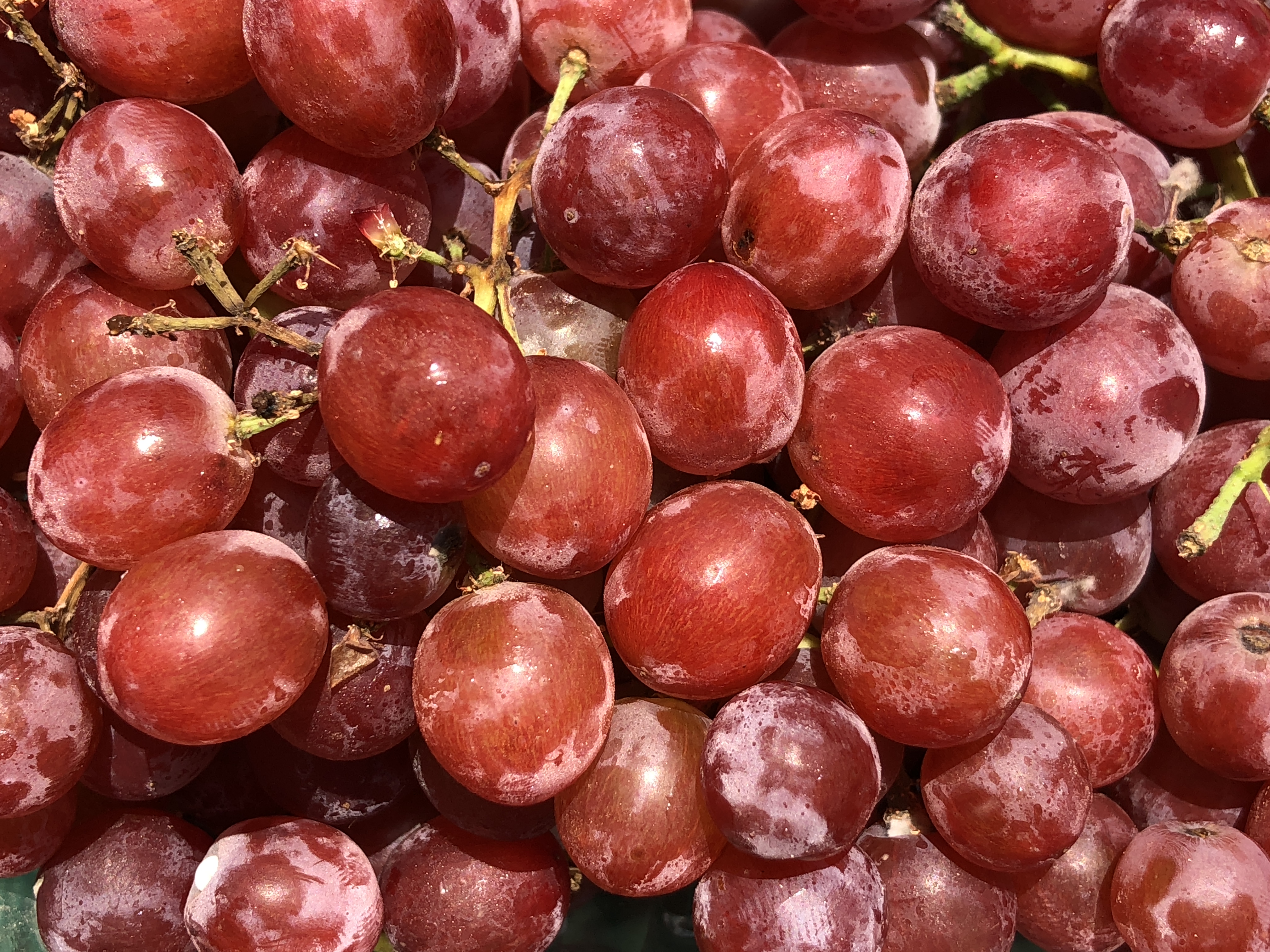 Grapes (image credits: wikimedia)