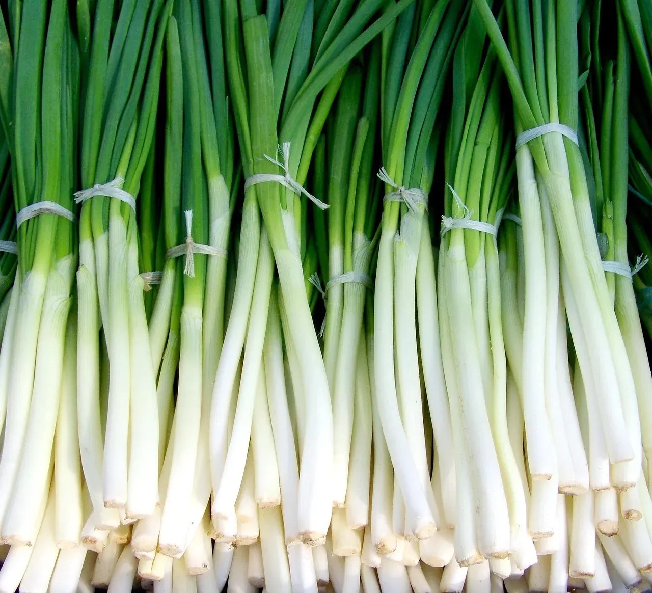 Green Onions: The Regrowth Champions (Image Credits: Pixabay)