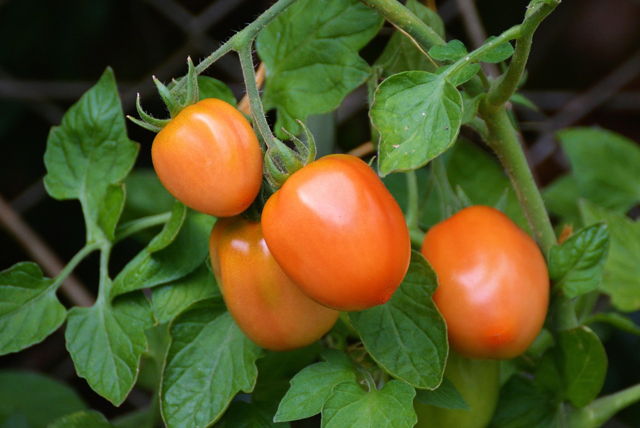 Urban Gardening and Homegrown Meals (image credits: pixabay)