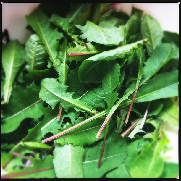 Wild Greens and Forgotten Vegetables (Image Credits: Flickr)