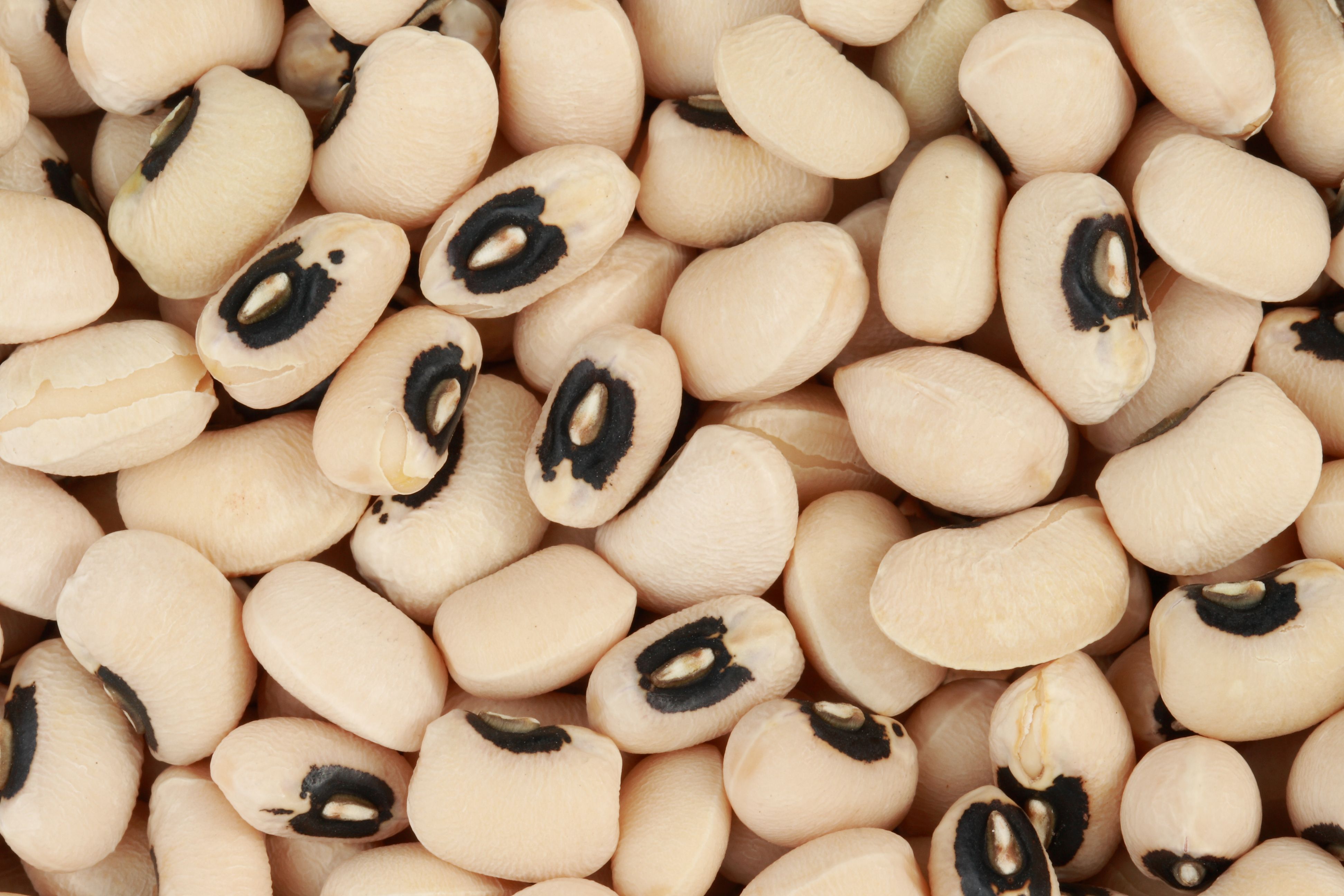 Second Place Superstar: Black-Eyed Peas - The Southern Comfort Champion (image credits: flickr)