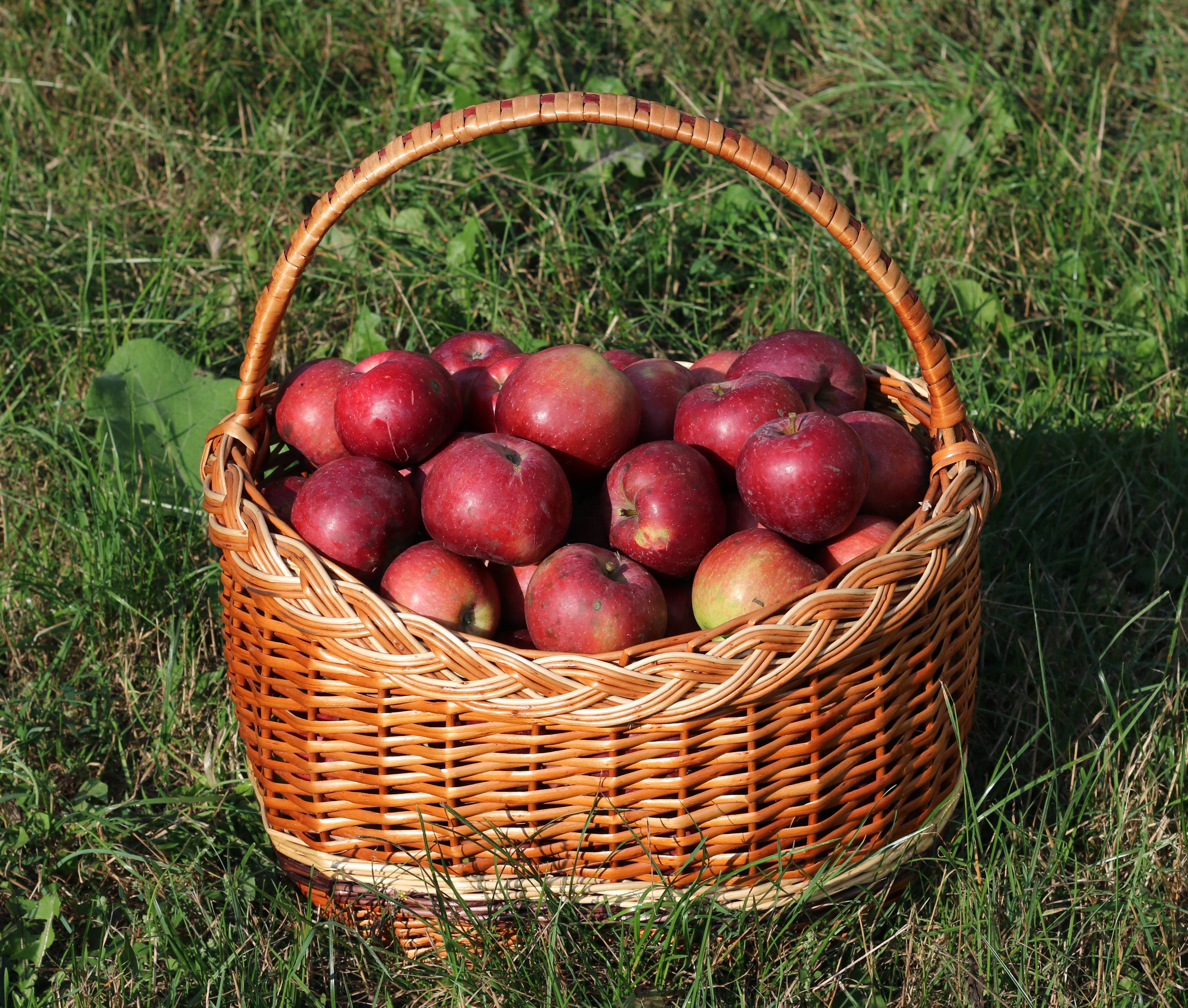 Apples: The Everyday Superfruit (image credits: wikimedia)