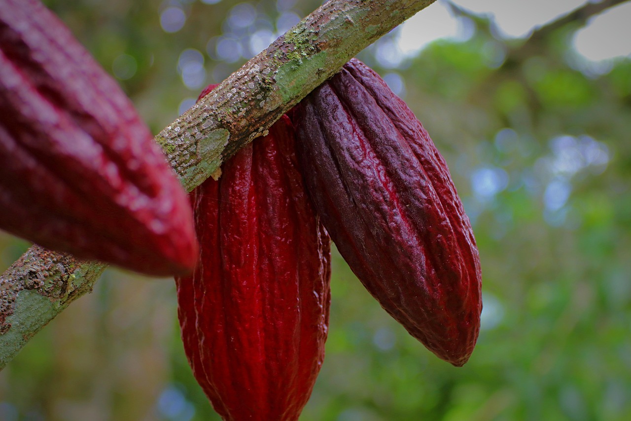 Cacao Nibs: The Raw Chocolate Crunch (image credits: pixabay)