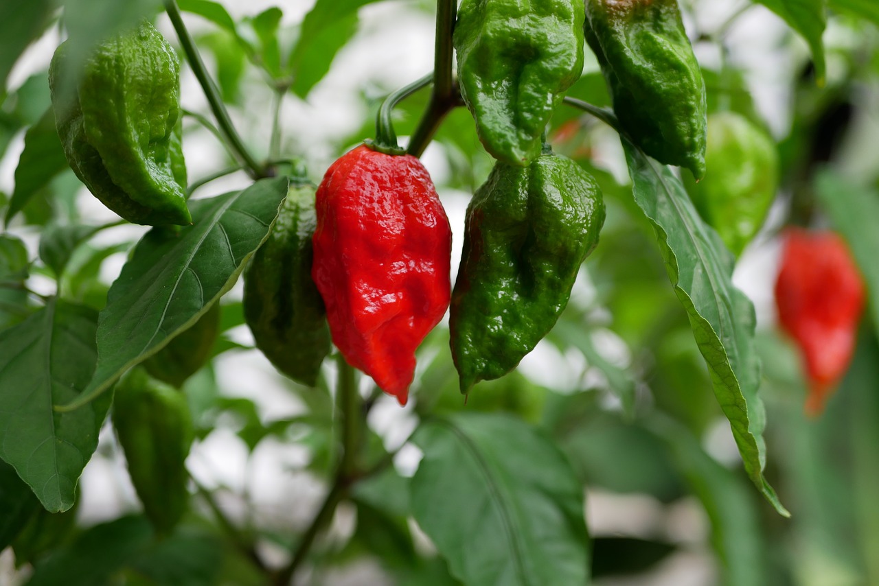 Ghost Pepper: The Daredevil’s Delight (image credits: pixabay)