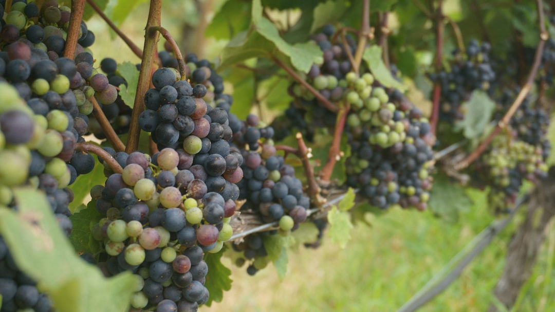 Grapes: The Bite-Sized Heart Helper (image credits: unsplash)